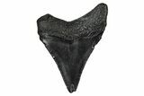 Serrated, Juvenile Megalodon Tooth - South Carolina #340750-1